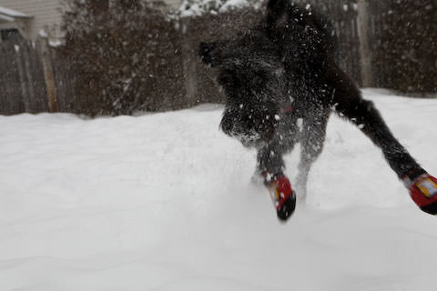 max-bridge-rd-snow-Max, giant schnauzer, going crazy in the snow in Northampton, Massachusetts