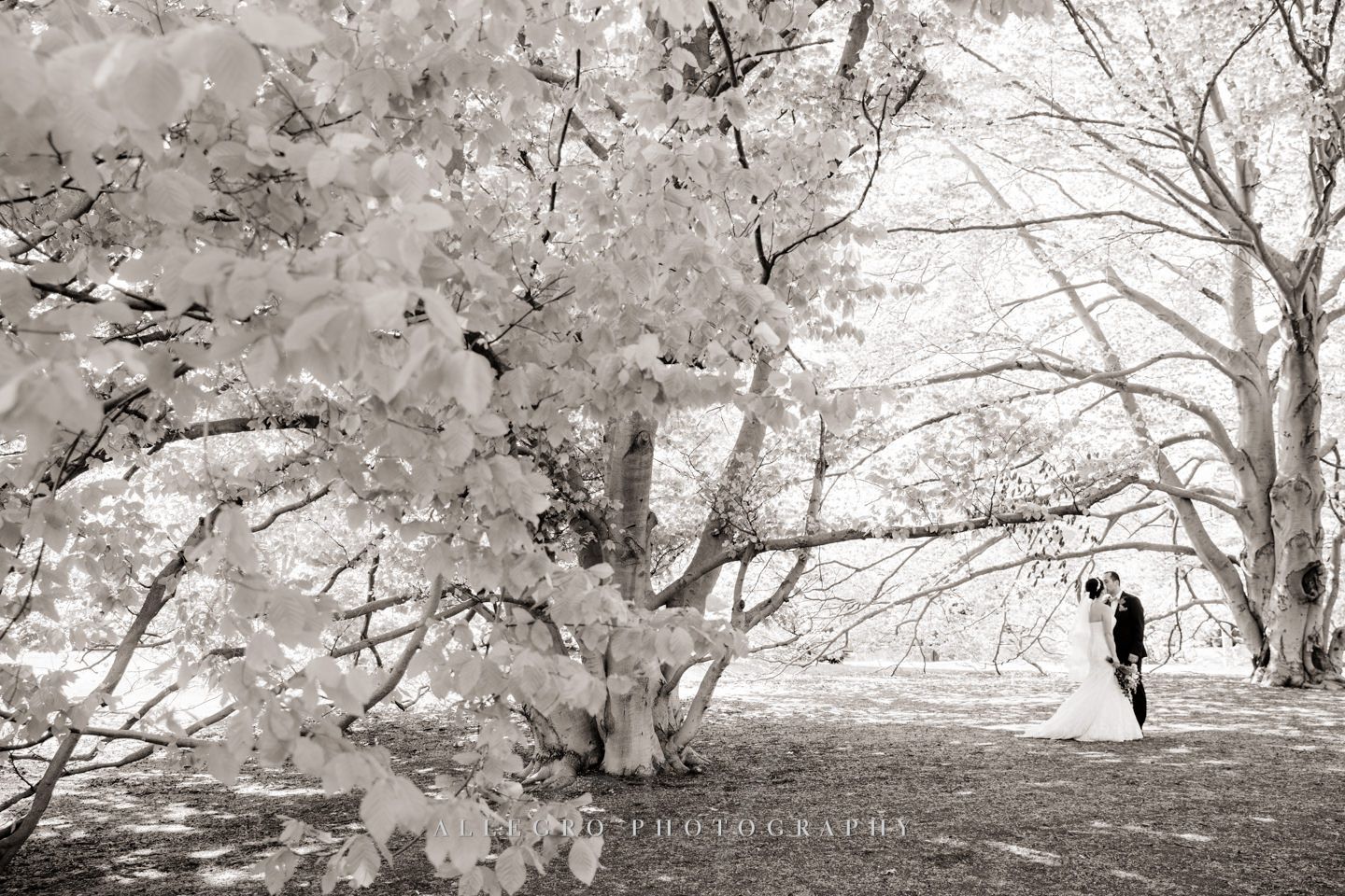 snow like trees spring wedding in brookline first look - photo by Allegro Photography