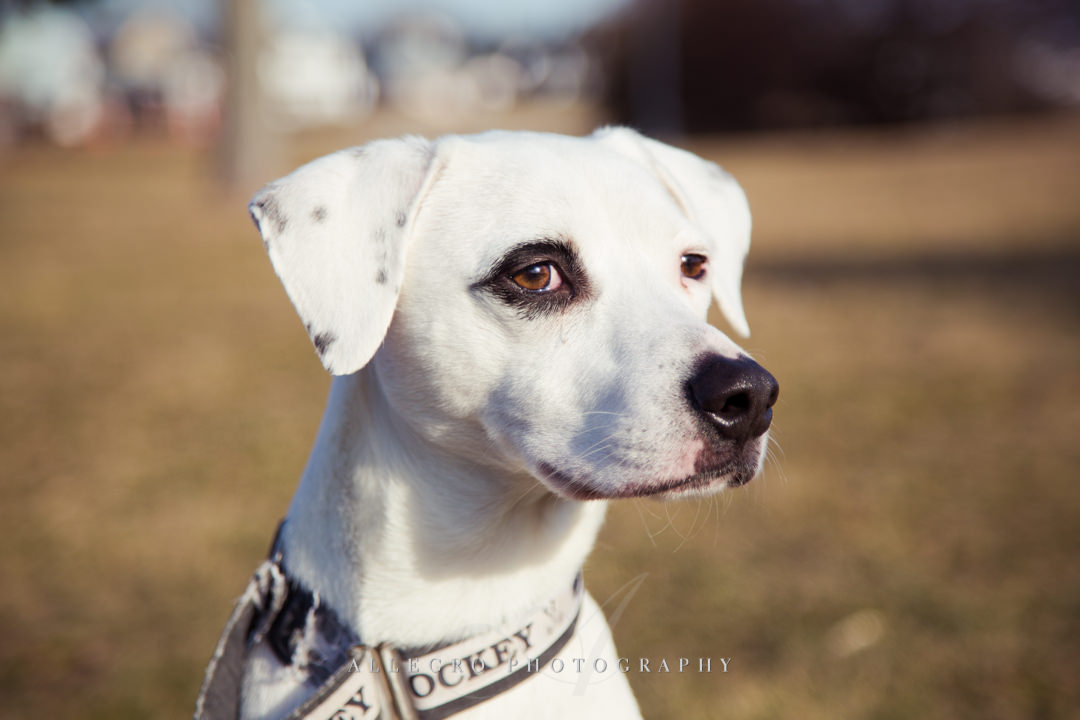 boston dog - photo by allegro photography