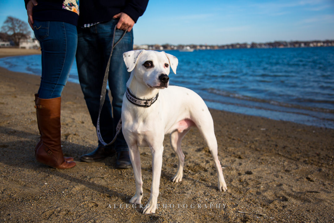 beach engagement photo boston with dog - photo by allegro photography