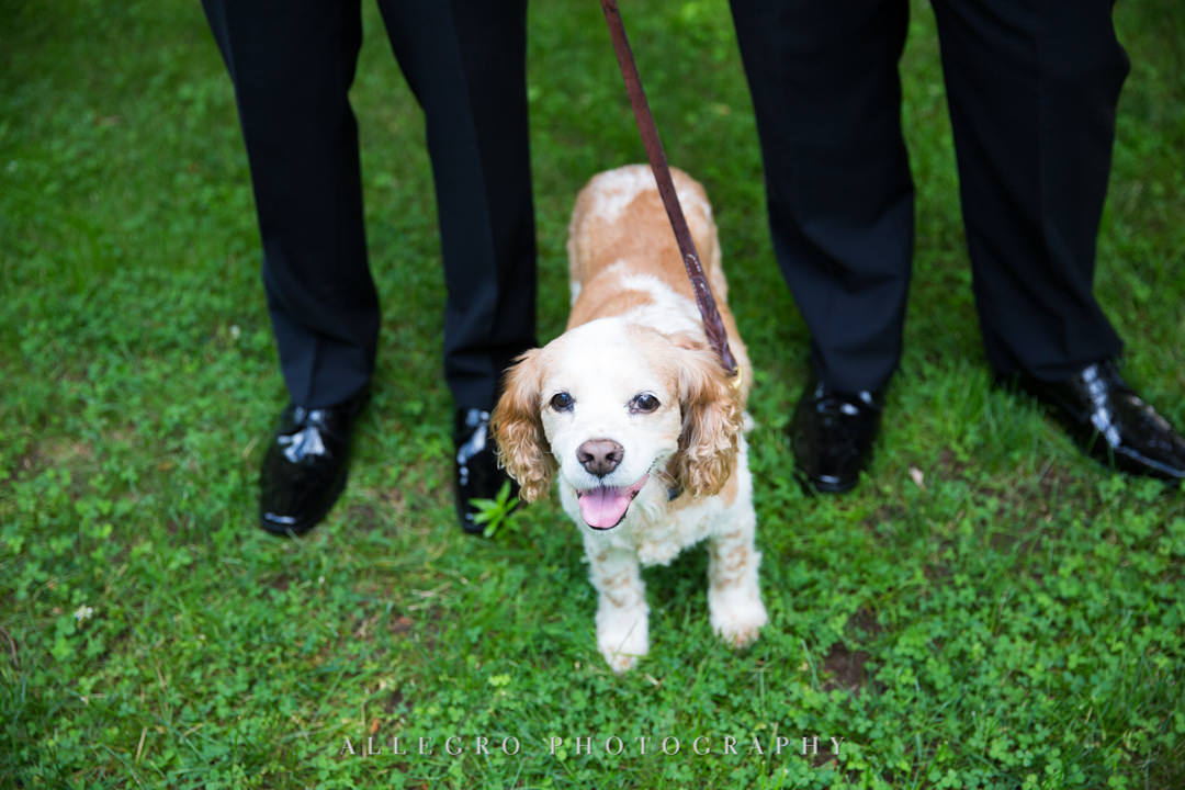 Dog at outdoor wedding | Allegro Photography