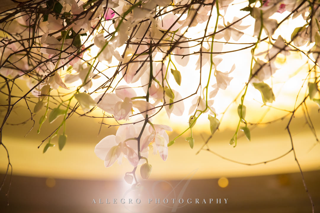 Closeup of dangling flowers | Allegro Photography